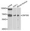 Zinc Finger Protein 350 antibody, STJ110139, St John