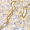 Carnitine O-palmitoyltransferase 2, mitochondrial antibody, LS-C332265, Lifespan Biosciences, Immunohistochemistry frozen image 