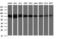 Galactosidase Beta 1 antibody, LS-B10989, Lifespan Biosciences, Western Blot image 