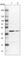 Proteasome 26S Subunit, Non-ATPase 13 antibody, HPA038692, Atlas Antibodies, Western Blot image 