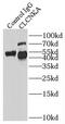 Chloride Voltage-Gated Channel Ka antibody, FNab01744, FineTest, Immunoprecipitation image 