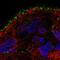 Transmembrane Protein 52B antibody, HPA058096, Atlas Antibodies, Immunofluorescence image 