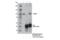 YTH Domain Containing 1 antibody, 81504S, Cell Signaling Technology, Immunoprecipitation image 