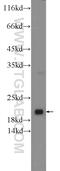 ADP-ribosylation factor-like protein 8B antibody, 13049-1-AP, Proteintech Group, Western Blot image 