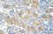 MIF4G domain-containing protein antibody, 29-454, ProSci, Immunohistochemistry frozen image 