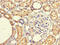 FERM Domain Containing 5 antibody, CSB-PA773602LA01HU, Cusabio, Immunohistochemistry frozen image 