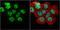 Heterogeneous nuclear ribonucleoprotein H antibody, GTX102061, GeneTex, Immunocytochemistry image 
