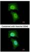 M-Phase Phosphoprotein 6 antibody, NBP2-19388, Novus Biologicals, Immunofluorescence image 