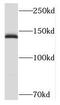 Myosin Binding Protein C, Slow Type antibody, FNab05454, FineTest, Western Blot image 