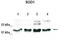 Superoxide Dismutase 1 antibody, TA338376, Origene, Western Blot image 