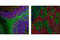 Microtubule Associated Protein 6 antibody, 4265S, Cell Signaling Technology, Immunofluorescence image 