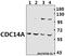 Cell Division Cycle 14A antibody, A05617-1, Boster Biological Technology, Western Blot image 