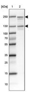 Pw1 antibody, PA5-55282, Invitrogen Antibodies, Western Blot image 