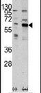 P21 (RAC1) Activated Kinase 3 antibody, PA5-15118, Invitrogen Antibodies, Western Blot image 