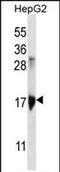 Keratin Associated Protein 1-3 antibody, PA5-71738, Invitrogen Antibodies, Western Blot image 