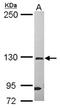 DEAH-Box Helicase 37 antibody, NBP2-16162, Novus Biologicals, Western Blot image 