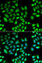 KLF10 antibody, abx004909, Abbexa, Western Blot image 