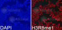 Histone H3.1t antibody, A3156, ABclonal Technology, Immunofluorescence image 