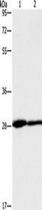 Carcinoembryonic Antigen Related Cell Adhesion Molecule 3 antibody, TA349273, Origene, Western Blot image 