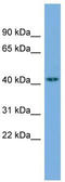 Uronyl 2-Sulfotransferase antibody, TA339021, Origene, Western Blot image 