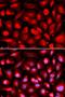 Heterogeneous Nuclear Ribonucleoprotein A1 Like 2 antibody, orb324844, Biorbyt, Immunocytochemistry image 