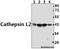 CTSL2 antibody, A09374-1, Boster Biological Technology, Western Blot image 