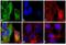 Mouse IgG Fab'2 antibody, 31559, Invitrogen Antibodies, Immunofluorescence image 