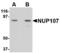 Nucleoporin 107 antibody, LS-C83891, Lifespan Biosciences, Western Blot image 