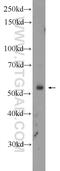 F-Box And WD Repeat Domain Containing 12 antibody, 21687-1-AP, Proteintech Group, Western Blot image 