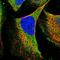 Ring Finger Protein 216 antibody, HPA018955, Atlas Antibodies, Immunofluorescence image 