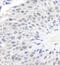 GAPDH antibody, NB300-322, Novus Biologicals, Immunohistochemistry paraffin image 