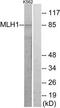 MutL Homolog 1 antibody, TA311753, Origene, Western Blot image 