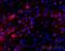 Oligodendrocyte Transcription Factor 1 antibody, GTX104823, GeneTex, Immunohistochemistry frozen image 