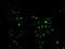 Mortality Factor 4 Like 1 antibody, MBS129796, MyBioSource, Immunofluorescence image 