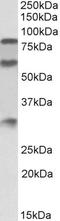 High molecular weight kininogen antibody, TA326302, Origene, Western Blot image 