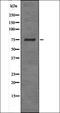 Regulator Of G Protein Signaling 19 antibody, orb335942, Biorbyt, Western Blot image 