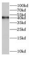 Biogenesis Of Ribosomes BRX1 antibody, FNab00994, FineTest, Western Blot image 