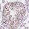 Family With Sequence Similarity 50 Member B antibody, NBP2-49529, Novus Biologicals, Immunohistochemistry paraffin image 