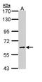 N-acetylgalactosamine-6-sulfatase antibody, TA308487, Origene, Western Blot image 