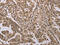 MO25 antibody, CSB-PA782755, Cusabio, Immunohistochemistry frozen image 