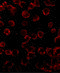 BCL2 Like 11 antibody, PM-4821, ProSci, Immunofluorescence image 