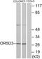 Olfactory receptor OR5D3 antibody, PA5-39648, Invitrogen Antibodies, Western Blot image 