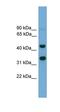 Forkhead box protein I2 antibody, orb329930, Biorbyt, Western Blot image 