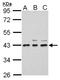 Uridine Phosphorylase 2 antibody, NBP2-20814, Novus Biologicals, Western Blot image 