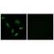 ACSB antibody, A09287, Boster Biological Technology, Immunofluorescence image 