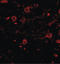 CAPS1 antibody, LS-B4590, Lifespan Biosciences, Immunofluorescence image 