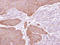 Epoxide Hydrolase 1 antibody, LS-C186125, Lifespan Biosciences, Immunohistochemistry frozen image 