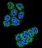 Dipeptidyl Peptidase 3 antibody, PA5-35038, Invitrogen Antibodies, Immunofluorescence image 