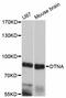 Dystrobrevin Alpha antibody, abx125789, Abbexa, Western Blot image 