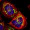 Mitochondrial import receptor subunit TOM22 homolog antibody, HPA003037, Atlas Antibodies, Immunocytochemistry image 